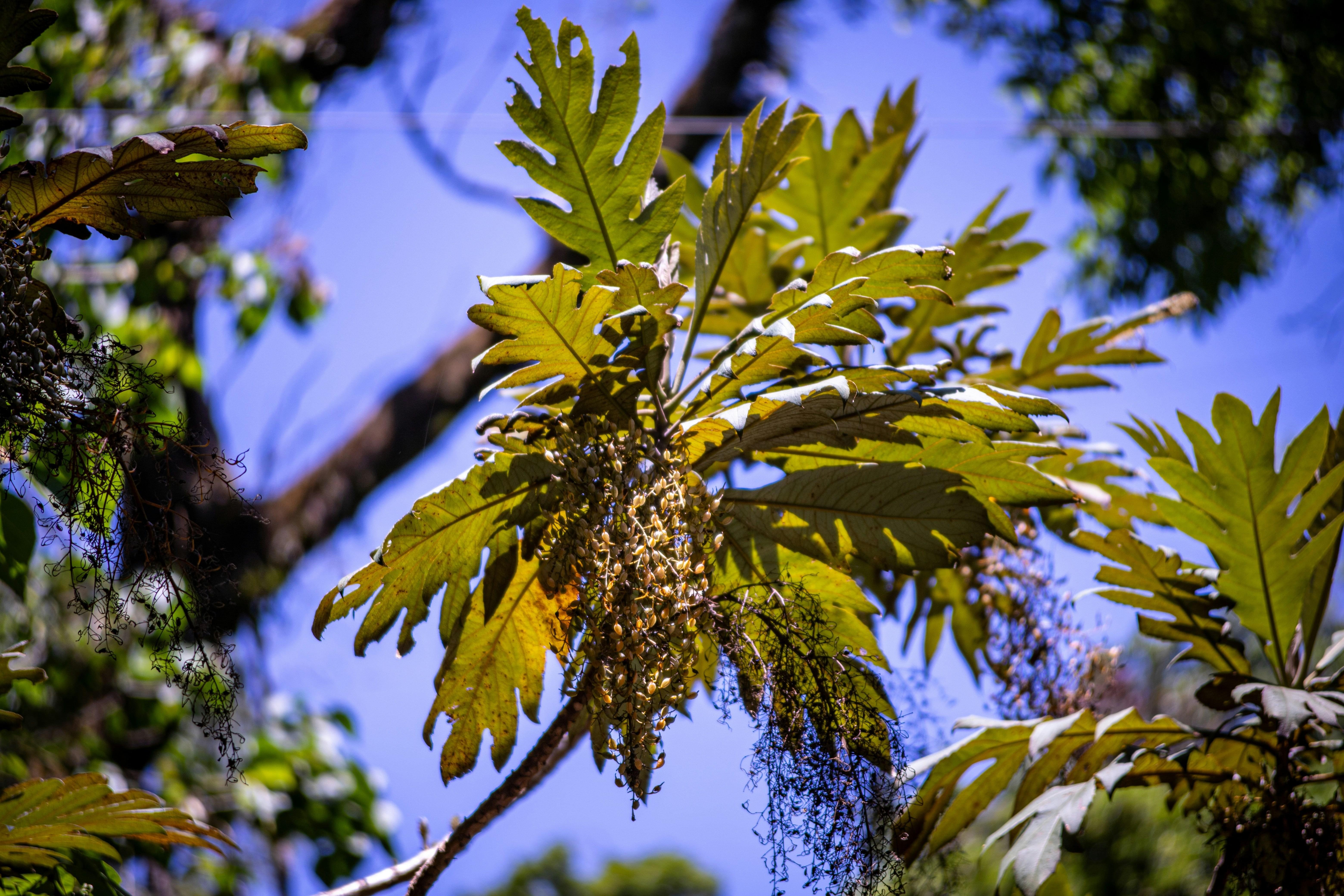 Sublimer les plantes sauvages dans l'assiette