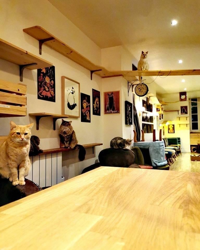 Café: Le Comptoir Des Chats