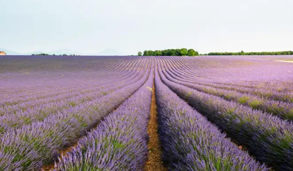 Rising Sun | Blender 3D