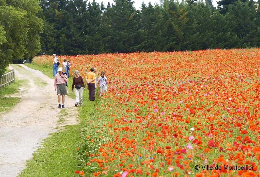 🌿 Marche Douce & Nature : Du Domaine de Méric aux Rives du Lez