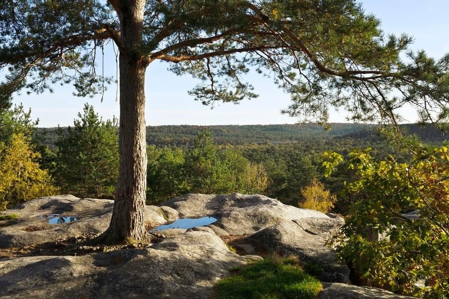 Balade en forêt de fontainebleau