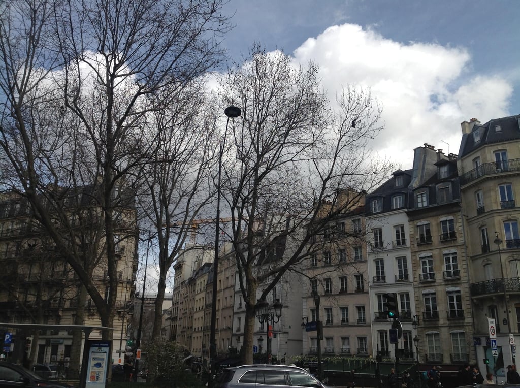a street lined with tall buildings next to a tree