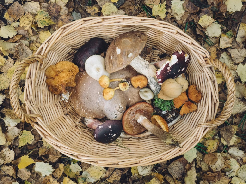 Cueillette de champignons