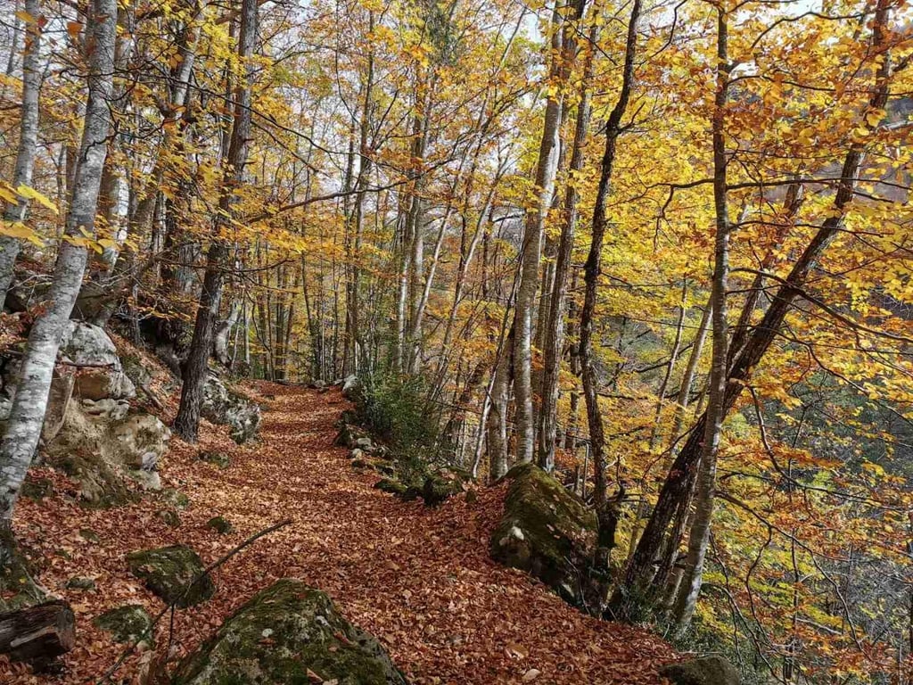 Randonnée facile en forêt de Nans