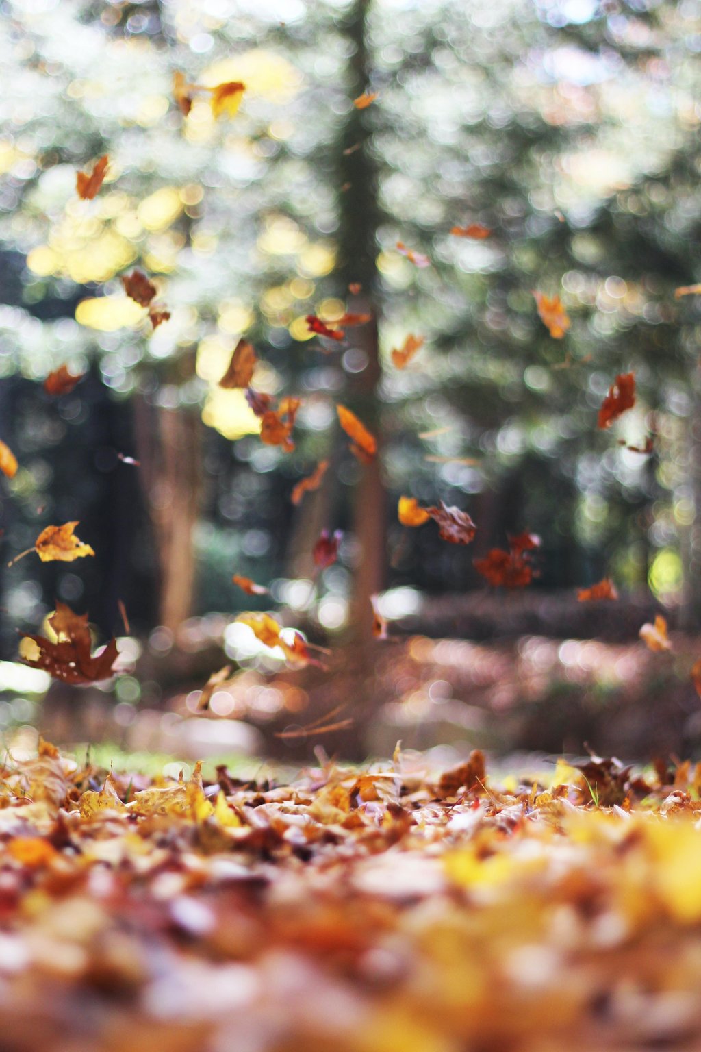 đ Les jeux de l'automne : "Quizz culture gĂ©nĂ©rale"