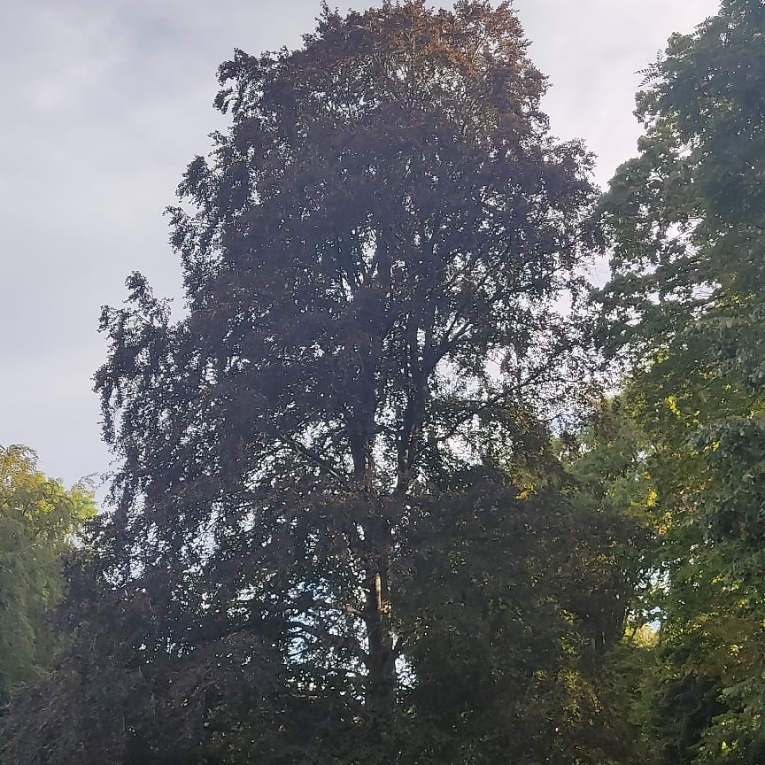 Marche nordique au lac Daumesnil