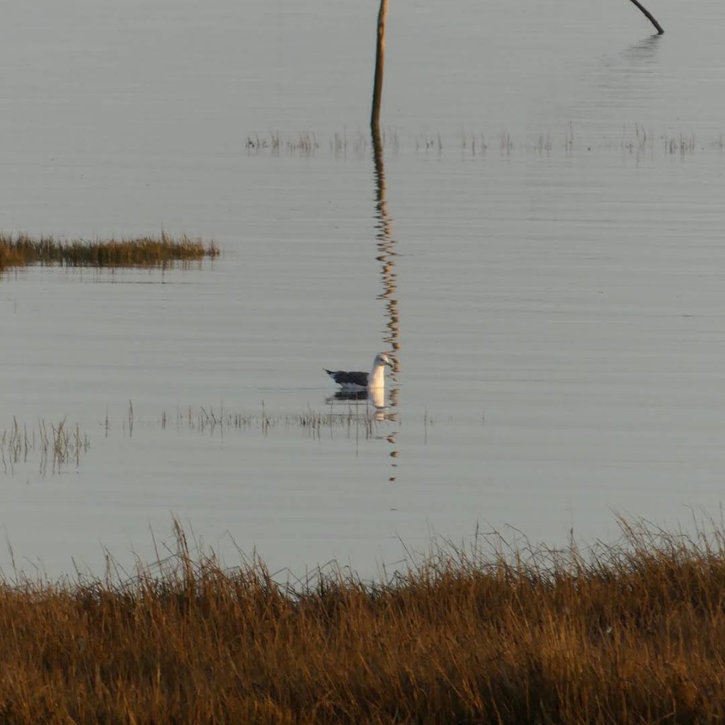 Balade Andernos/Saint-Brice