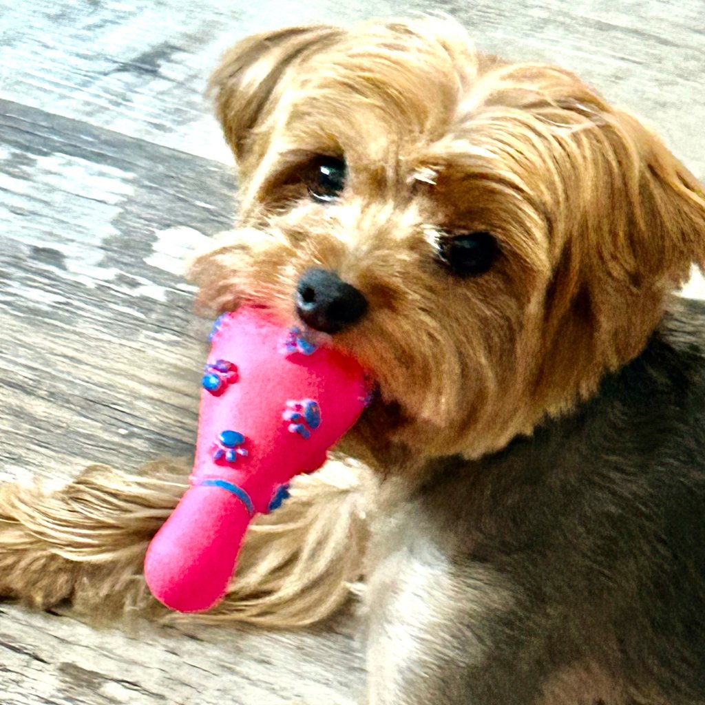 grayscale photo of black labrador retriever walking on street