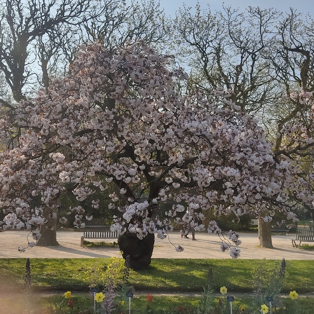 Marche nordique Jardin des plantes