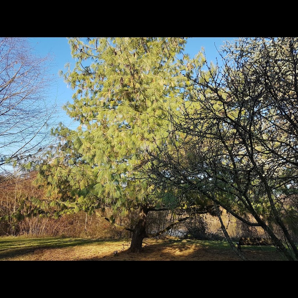 Promenade dans le parc interdépartemental de Choisy le roi.