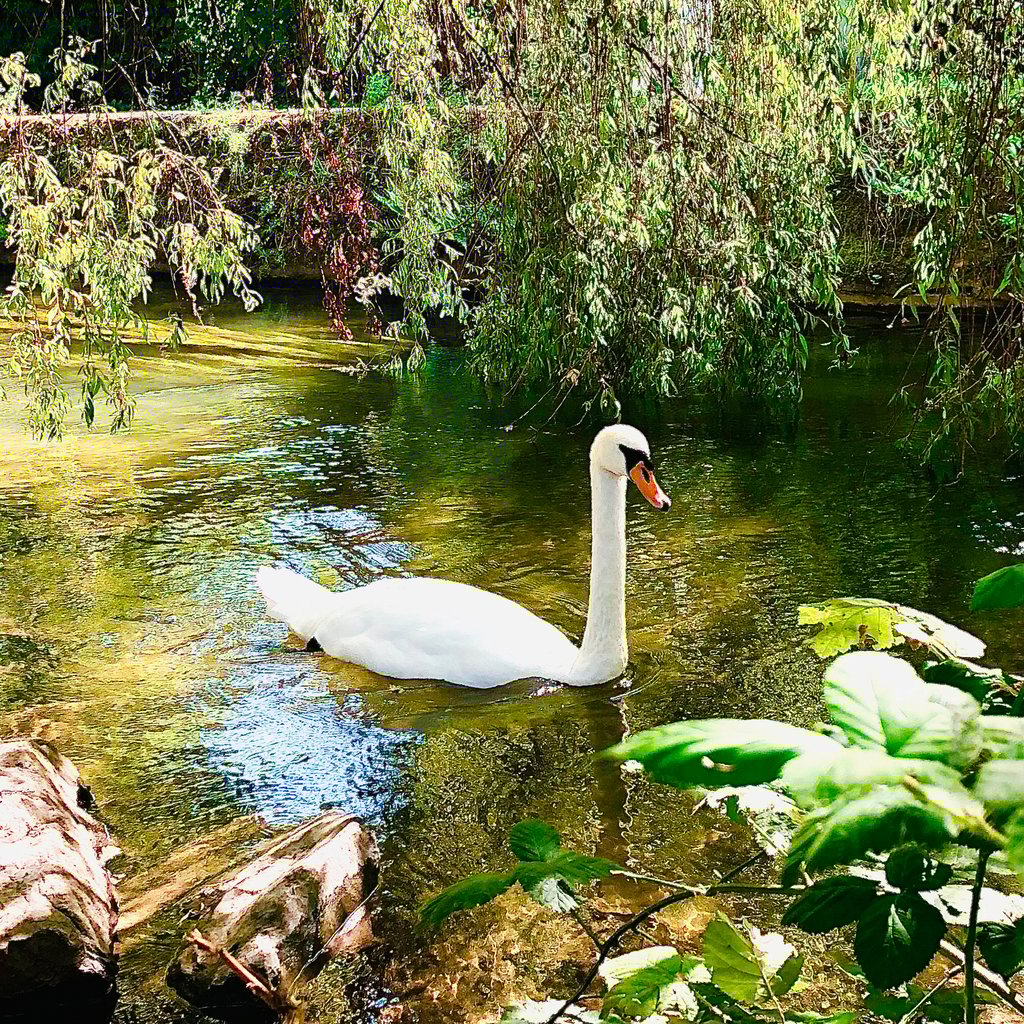 🧘♀️ Les bienfaits d’une promenade entre Colette 🚶♂️ 😎