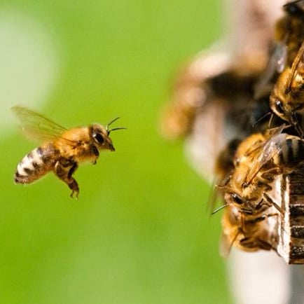 The arrival of fruit tree flowers causes a big outing of bees