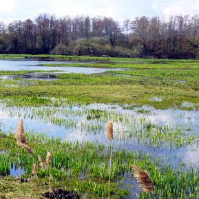 Marais de Bruges - Visite guidée de la Réserve