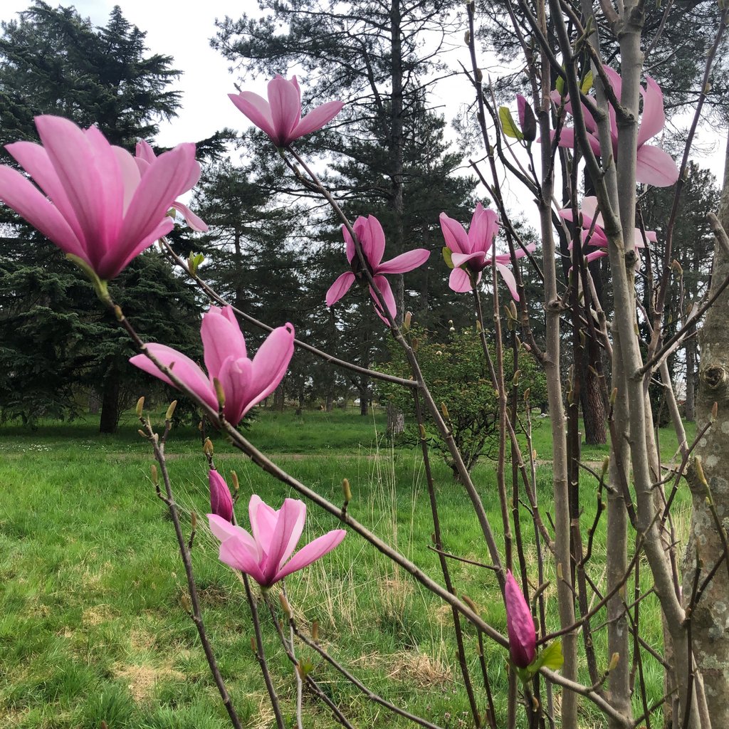 Agréable marche au bois de Parilly