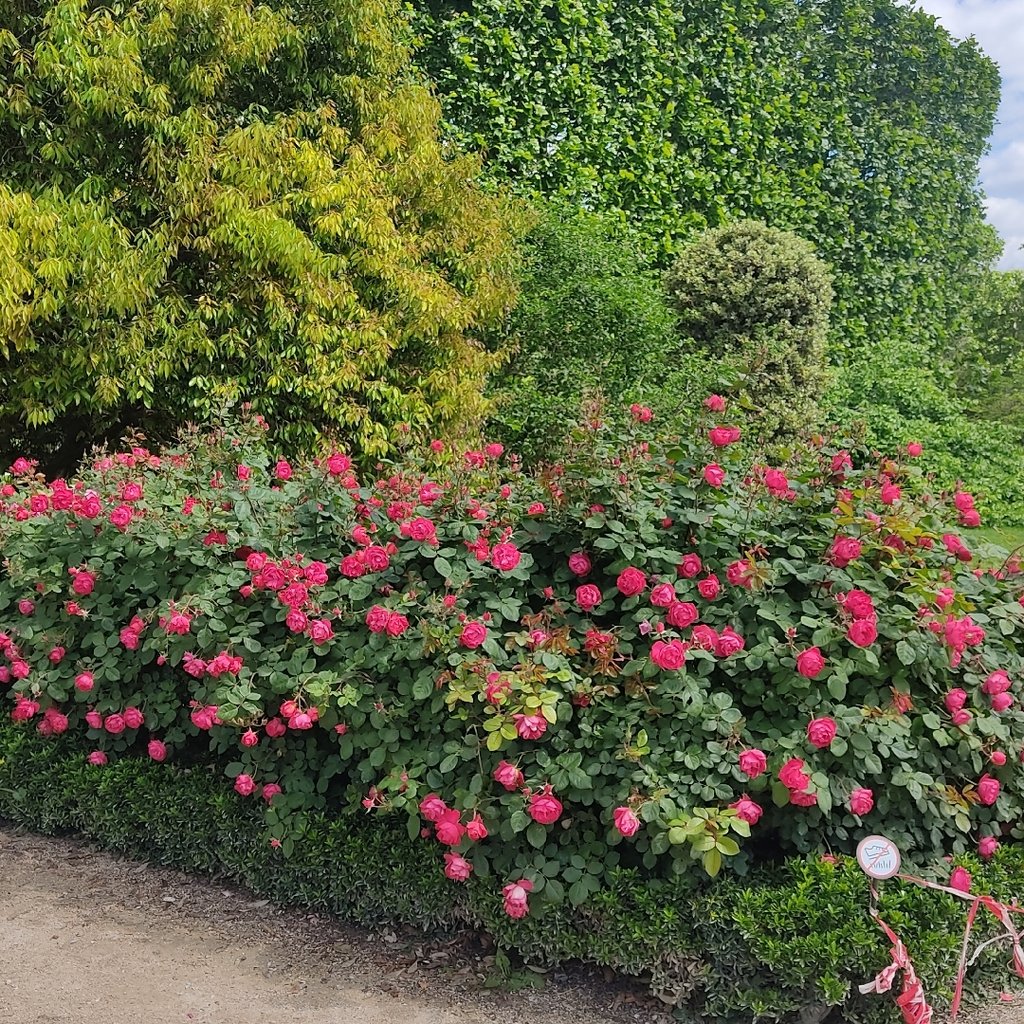A pathway took in the plant garden in Paris