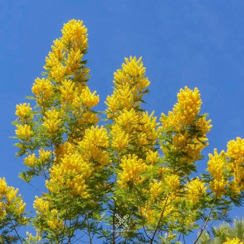 MARCHE BALADE TRANQUILLE AV MIMOSA JARDIN BUTTES CHAUMONT  LIEU DE RENDEZ VOUS 10H15 DU MATIN M