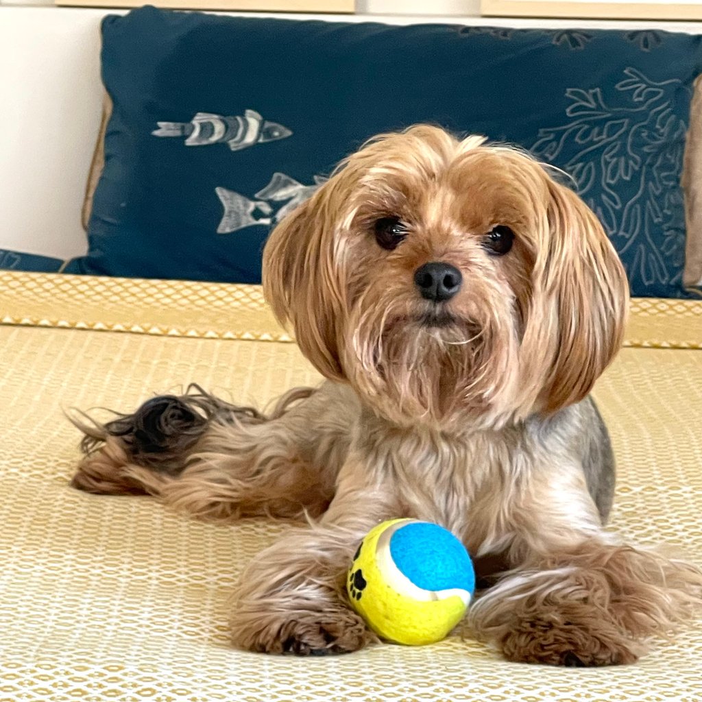 grayscale photo of black labrador retriever walking on street