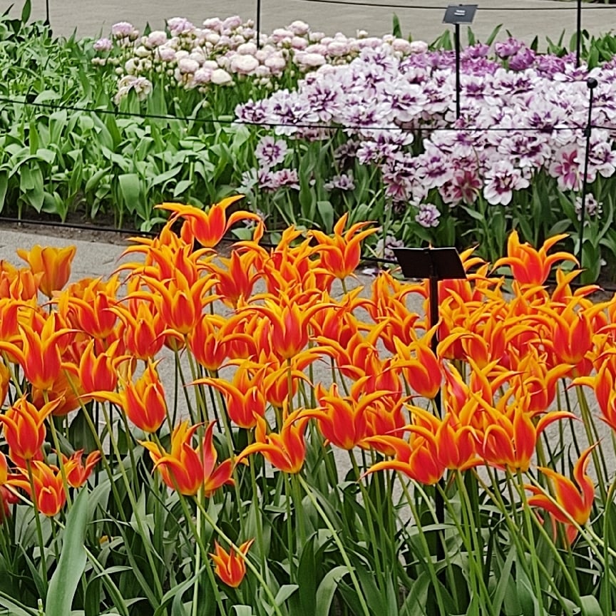 A pathway took in the plant garden in Paris