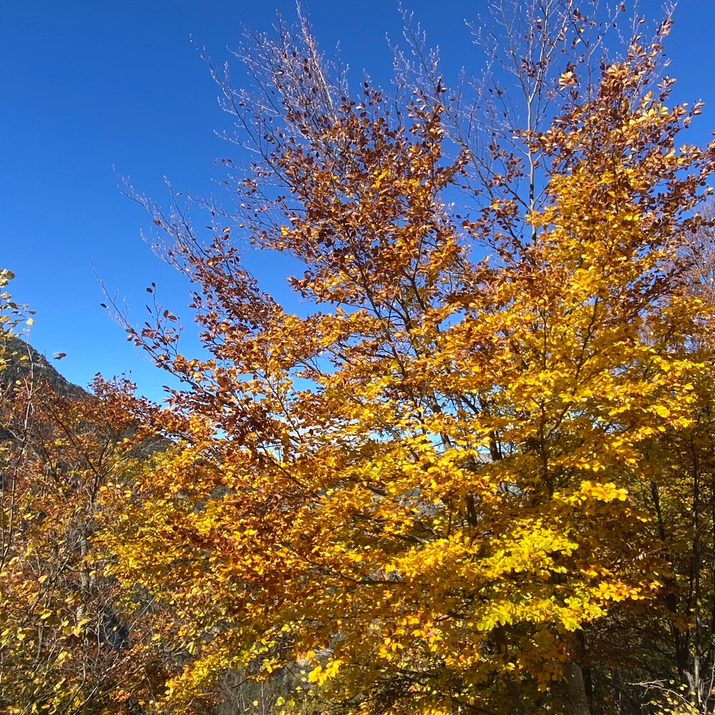 Déjeuner à l'Alpage