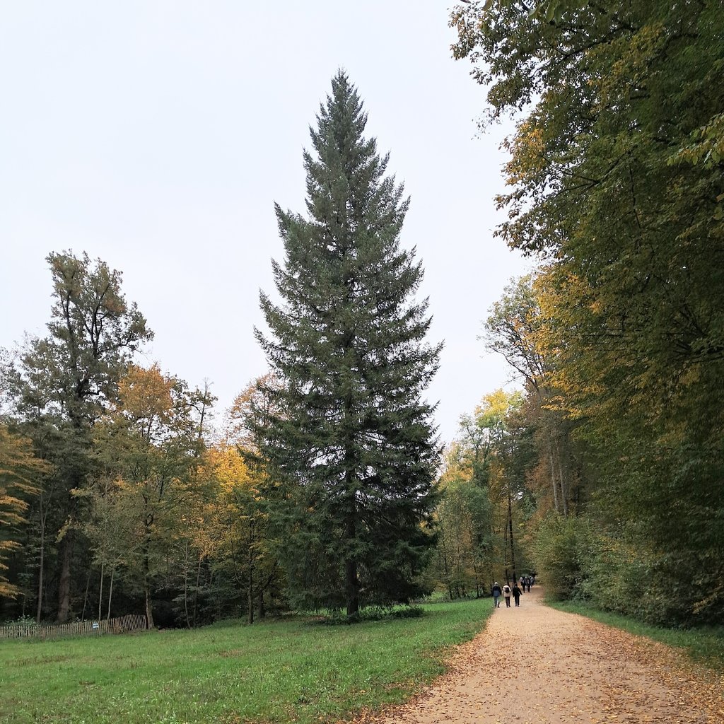 Balade bois de Serres et patrimoine à Dardilly