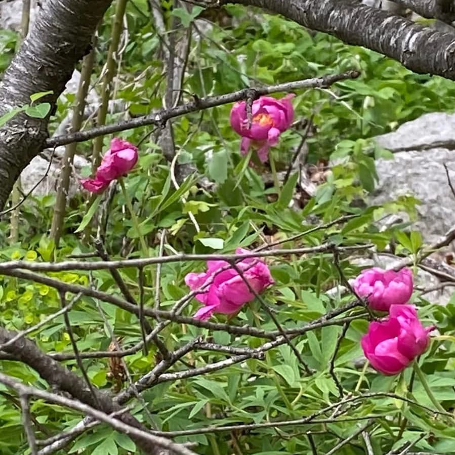 Randonnée des Pivoines