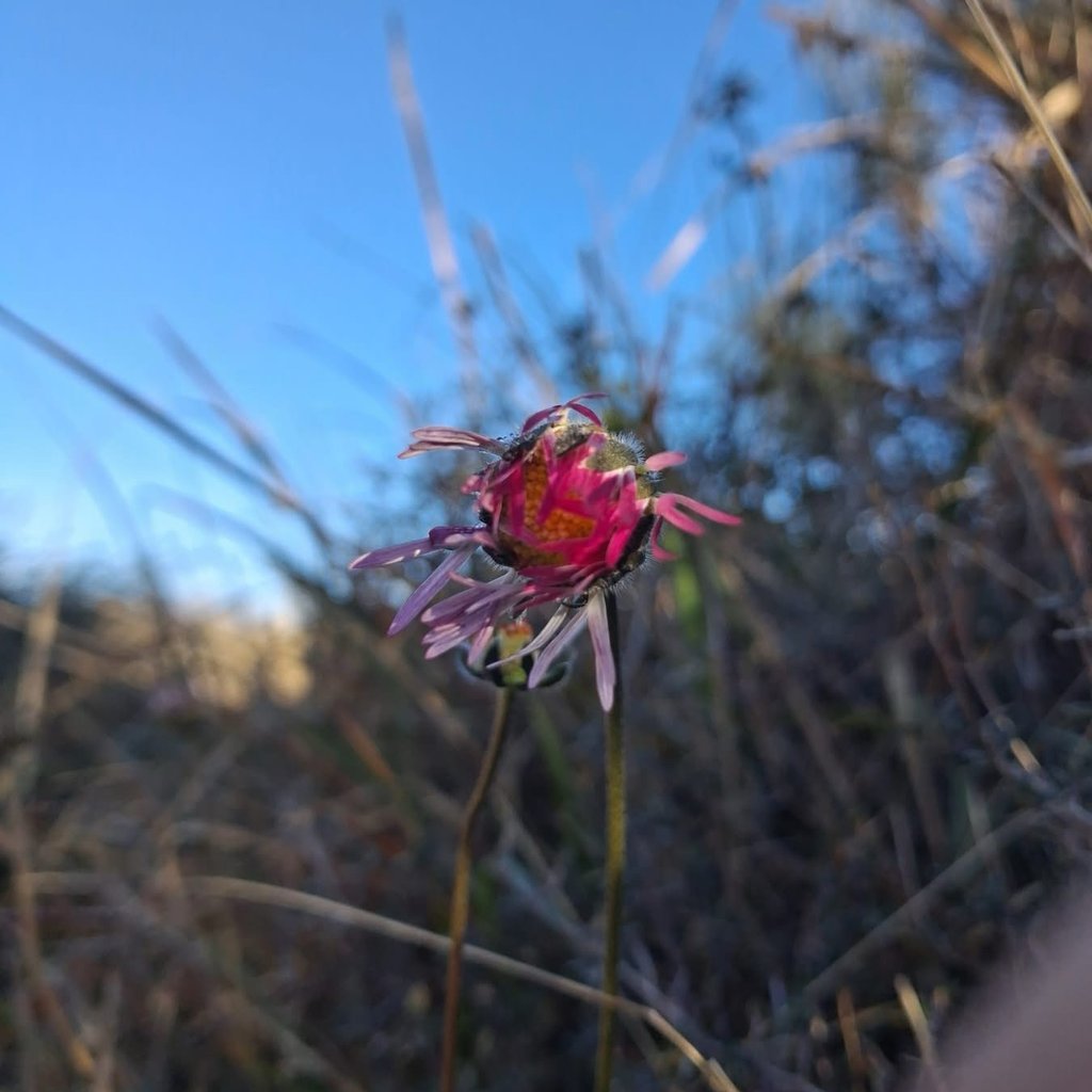 Aux origines de la vie ?