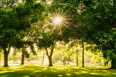 Marche au Parc de la Tête d'Or