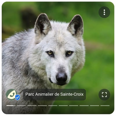 Journée au parc animalier de Sainte Croix