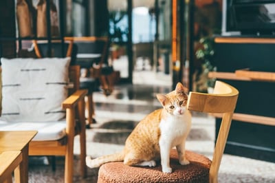 Pause gourmande dans un bar à chats
