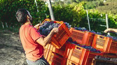 Pique Nique Vigneron
