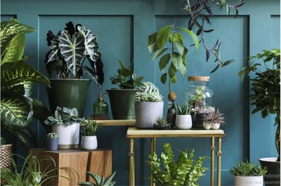 Plantes pour tous entre Colette