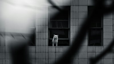 Topo Quiz Para-dingue, Paranoïa :