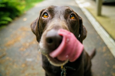 Balade canine et café à Confluence 🐾☕  