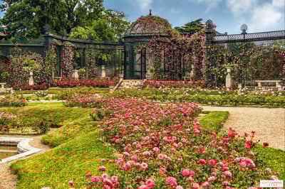 Plus vieille roseraie du monde - Hay-les-Roses