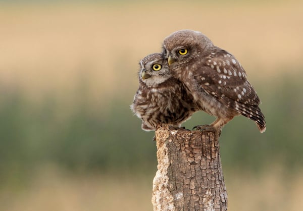 Balade nature Gratuite sur Inscription au Parc Bordelais sur les Chouettes et Hiboux
