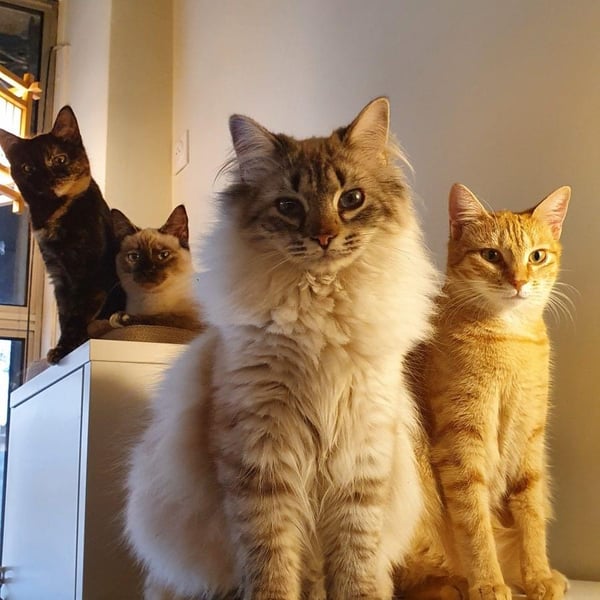 Café bar à chats: Nekomata