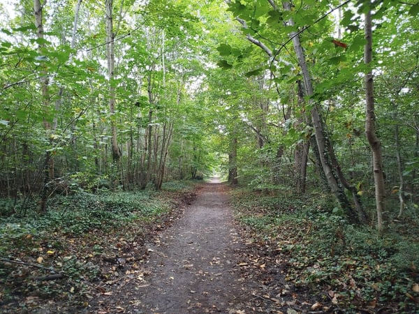 Boucle à pied en forêt de St Germain-en-Laye