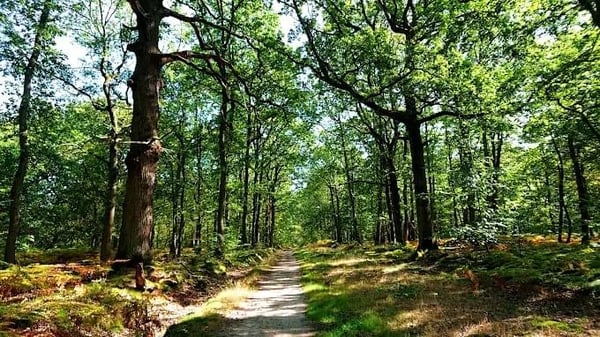 🌳 Balade : Grand Bol d'Air en Forêt de Sénart