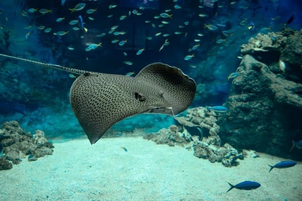 Plongée fraîcheur à l'aquarium de lyon