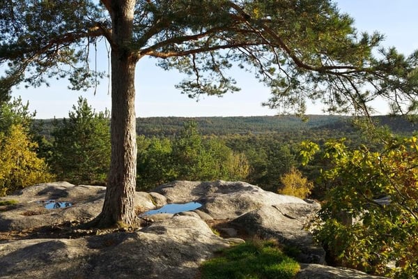 Balade en forêt de fontainebleau