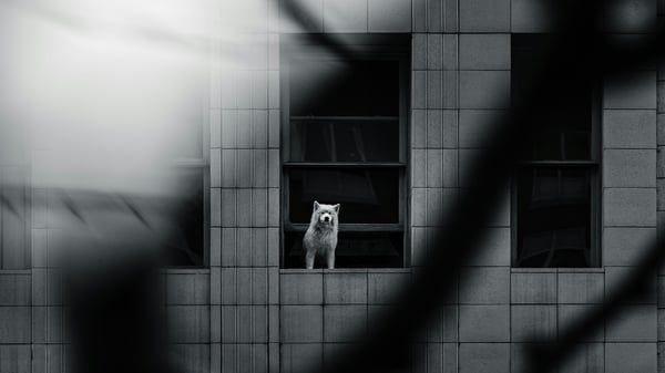 Topo Quiz Para-dingue, Paranoïa :