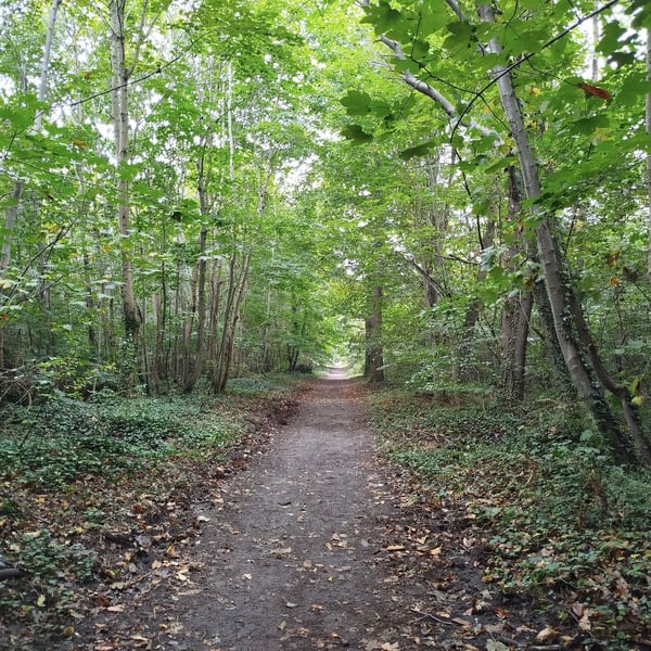 Boucle pédestre facile en forêt de St-Germain-en-Laye au départ de Maisons-Laffitte (gare)