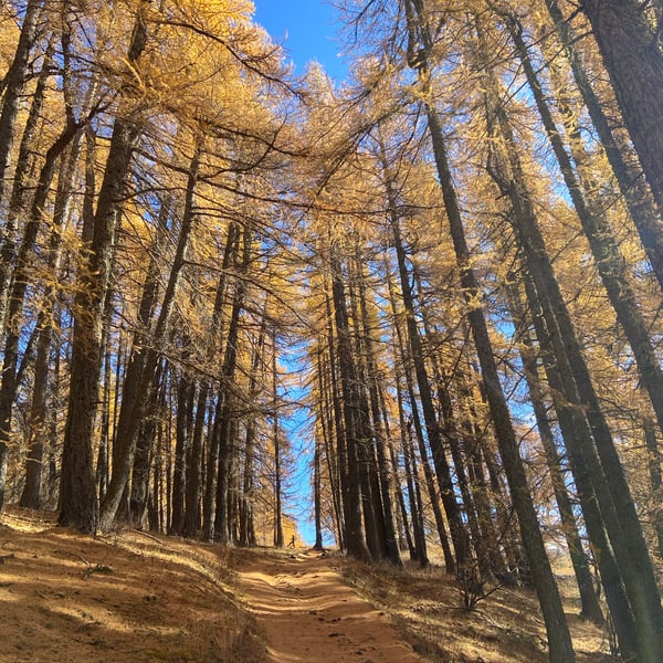 Randonnée sous les Mélèzes dorés