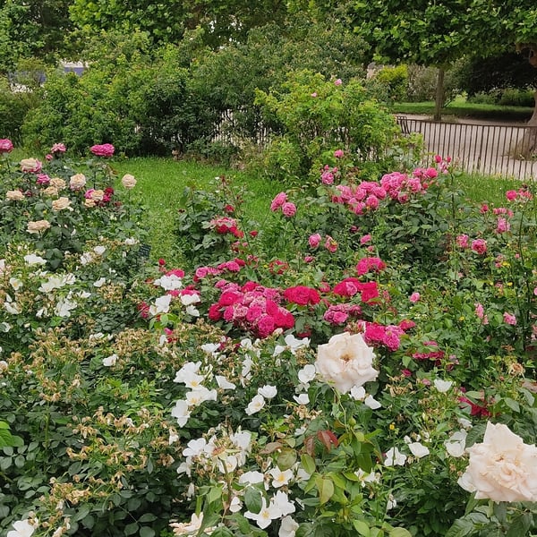 Marche nordique au Jardin des plantes