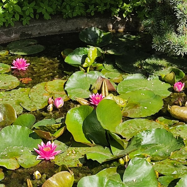 Marche nordique Jardin des plantes