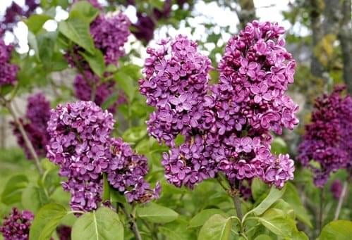 1er janvier à la CLOSERIE DES LILAS