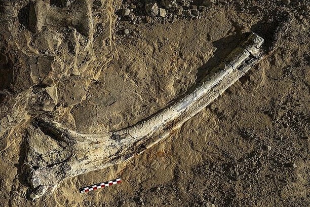 Conférence : L'expédition dinosaures au Musée des Beaux-Arts