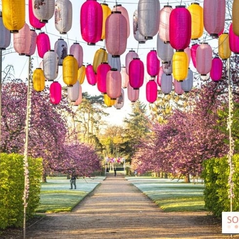 HANAMI AU PARC DE SCEAUX POUR ADMIRER LES CERISIERS