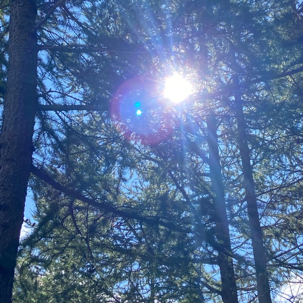 Balade magique en forêt