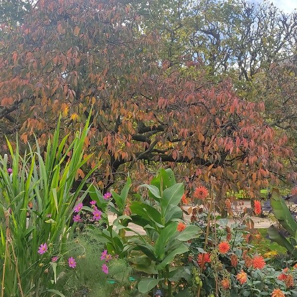 Marche nordique Jardin des plantes